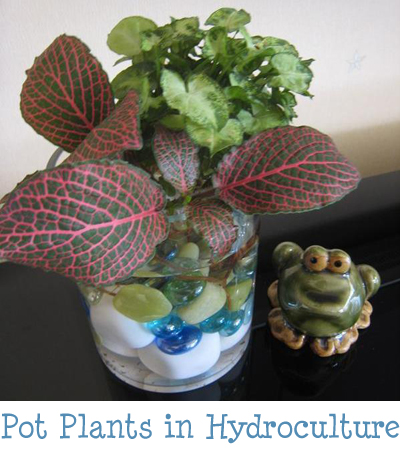 Hydroculture Potted Plants