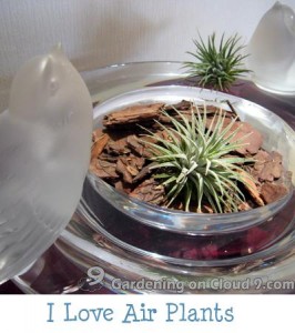 Tabletop Garden - I Love Air Plants
