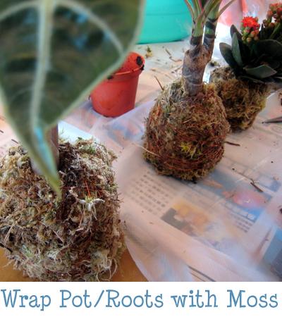 Wrap Pot or Roots with Moss