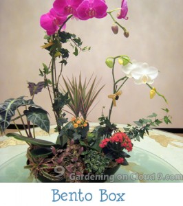 Tabletop Garden - Bento Box