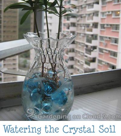 Watering Plants in Cyrstal Soil