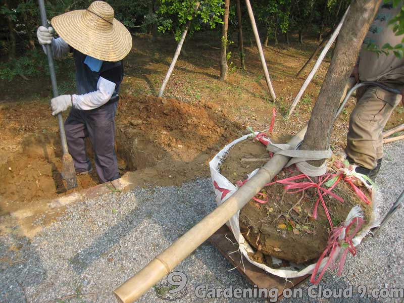 tree transplanting