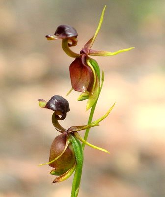 Caleana major (Flying Duck Orchid) - World of Flowering Plants